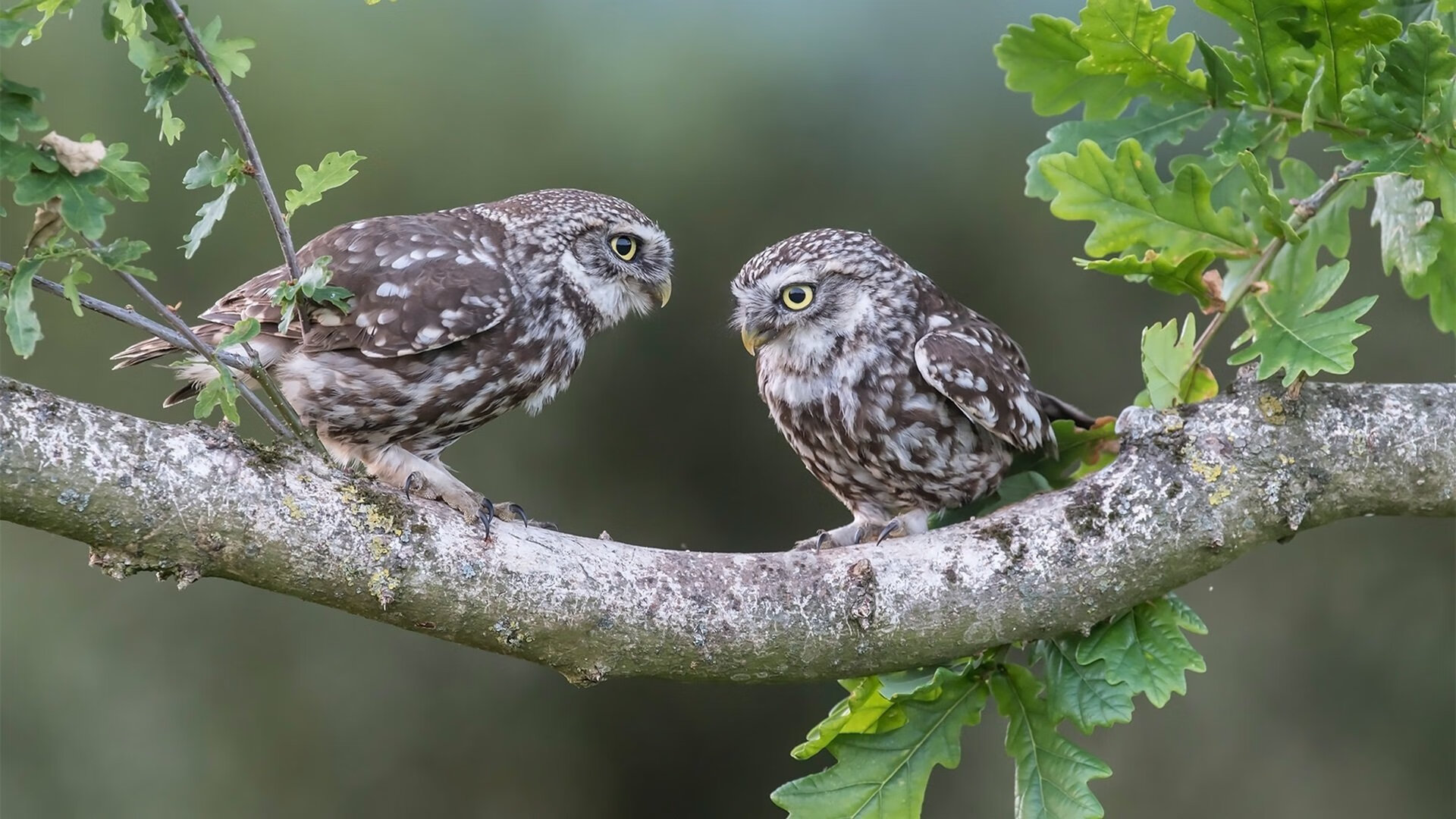 双城记,NBA总决赛的窒息时刻与拉齐奥的末节风暴